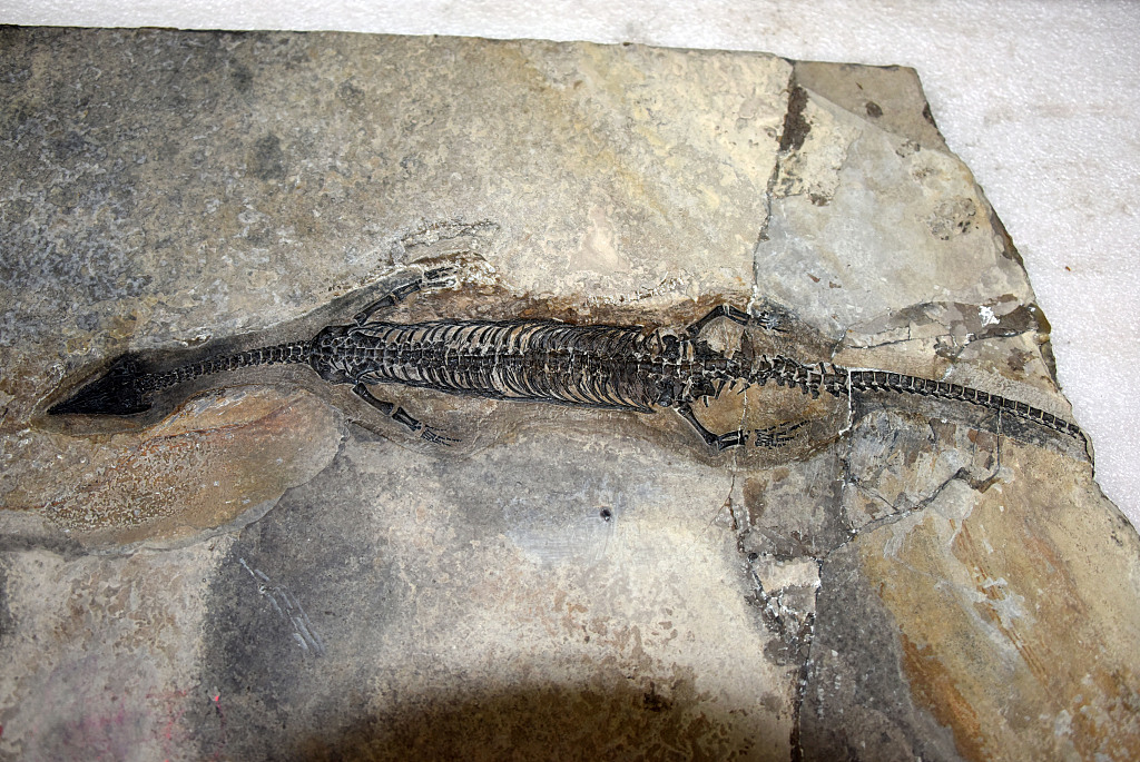 The holotype of Luopingosaurus of the marine reptile. /CFP