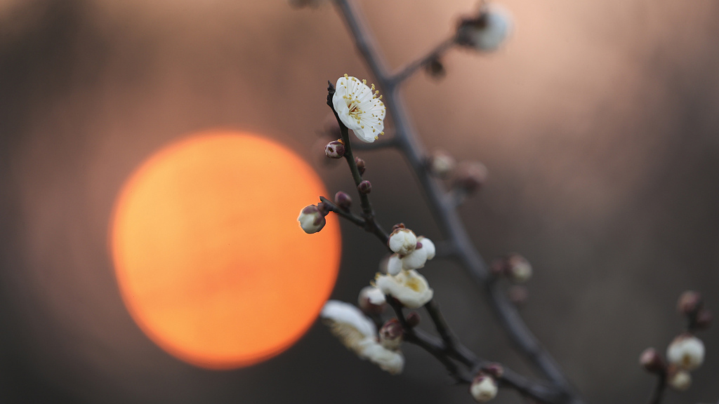 Plum blossoms flower in east China