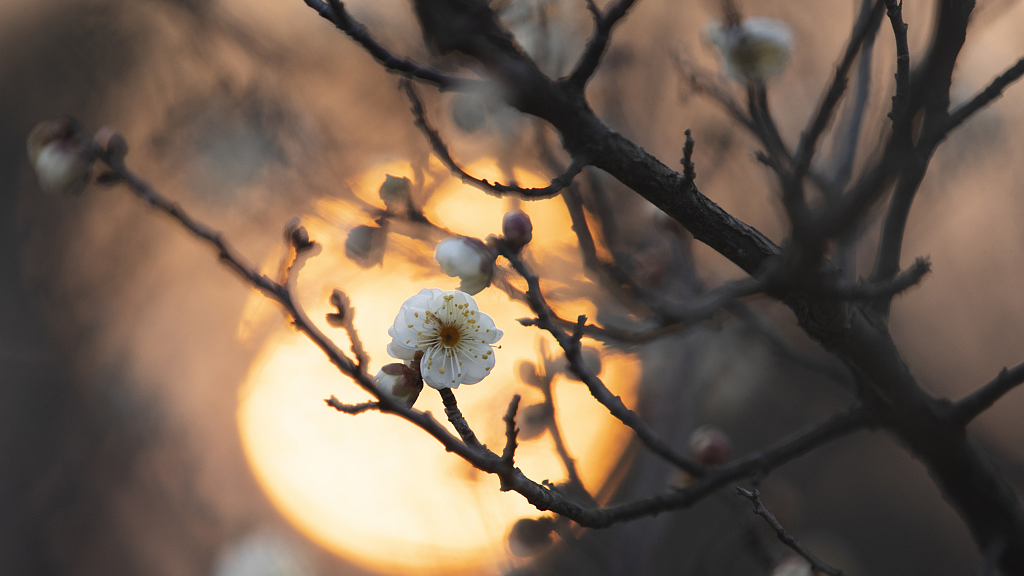 Plum blossoms flower in east China