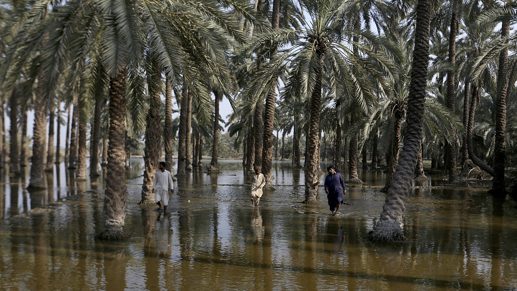 Villagers walk through a date field submerged in floodwaters in Khairpur, a flood-hit district of Sindh province, Pakistan, October 25, 2022. /CFP