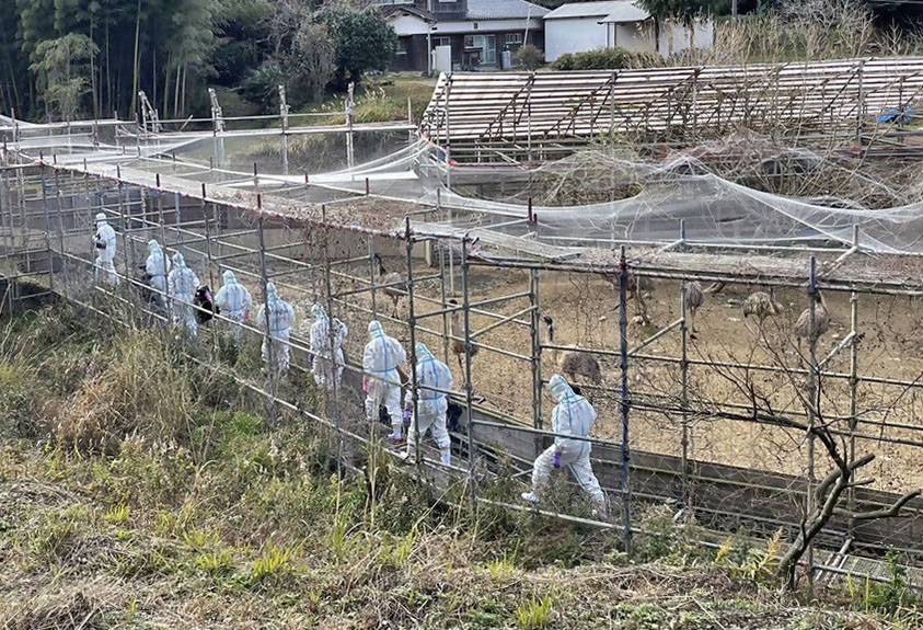 Fukuoka Prefectural Government officials walk to an emu farm in the city of Koga amid a bird flu outbreak, January 9, 2023. /CFP
