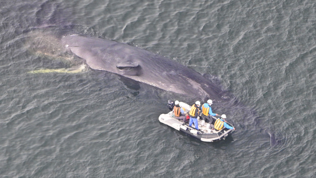 Whale spotted in Japan's Osaka Bay dies