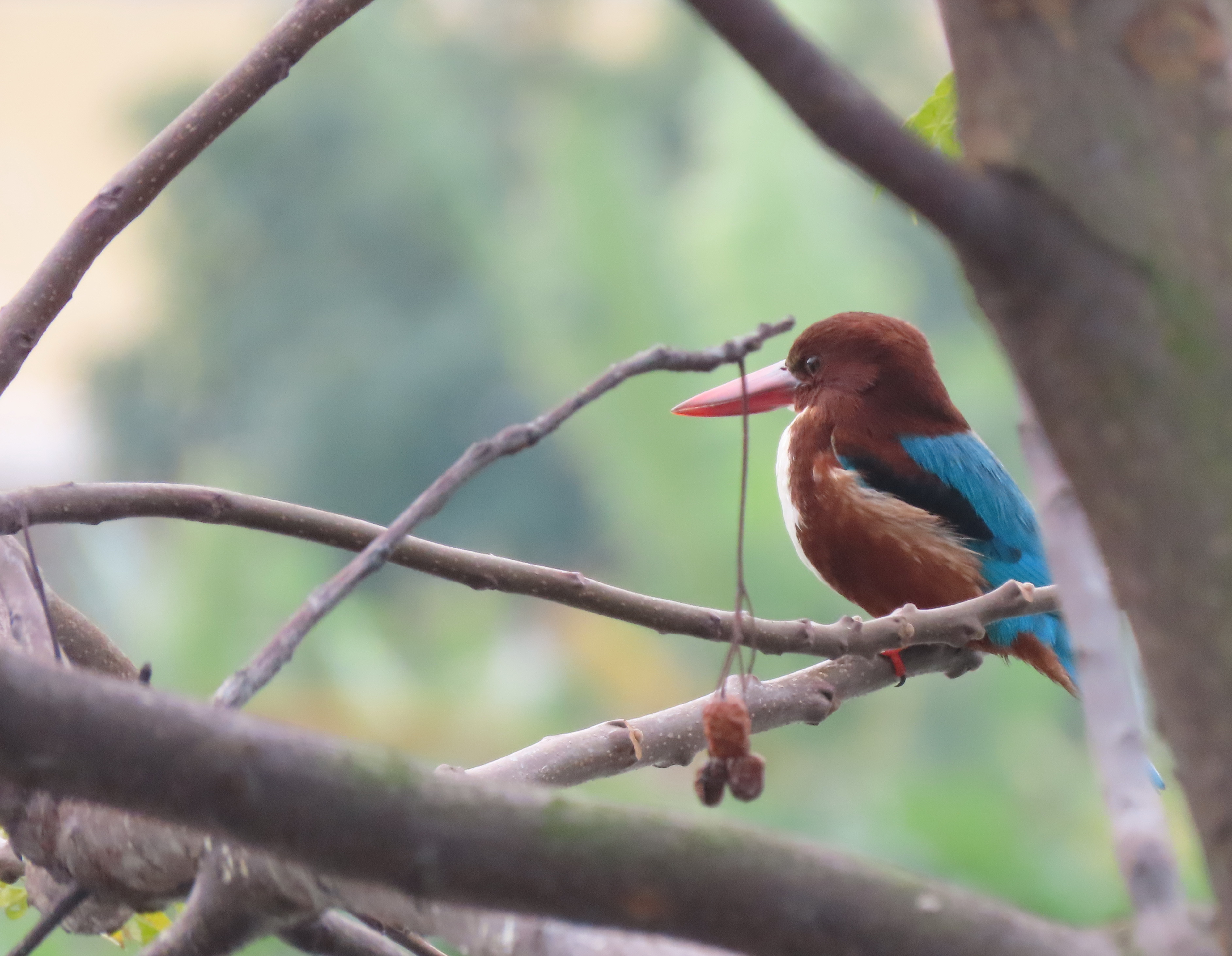 Eye-catching kingfisher adorns campus lake in south China