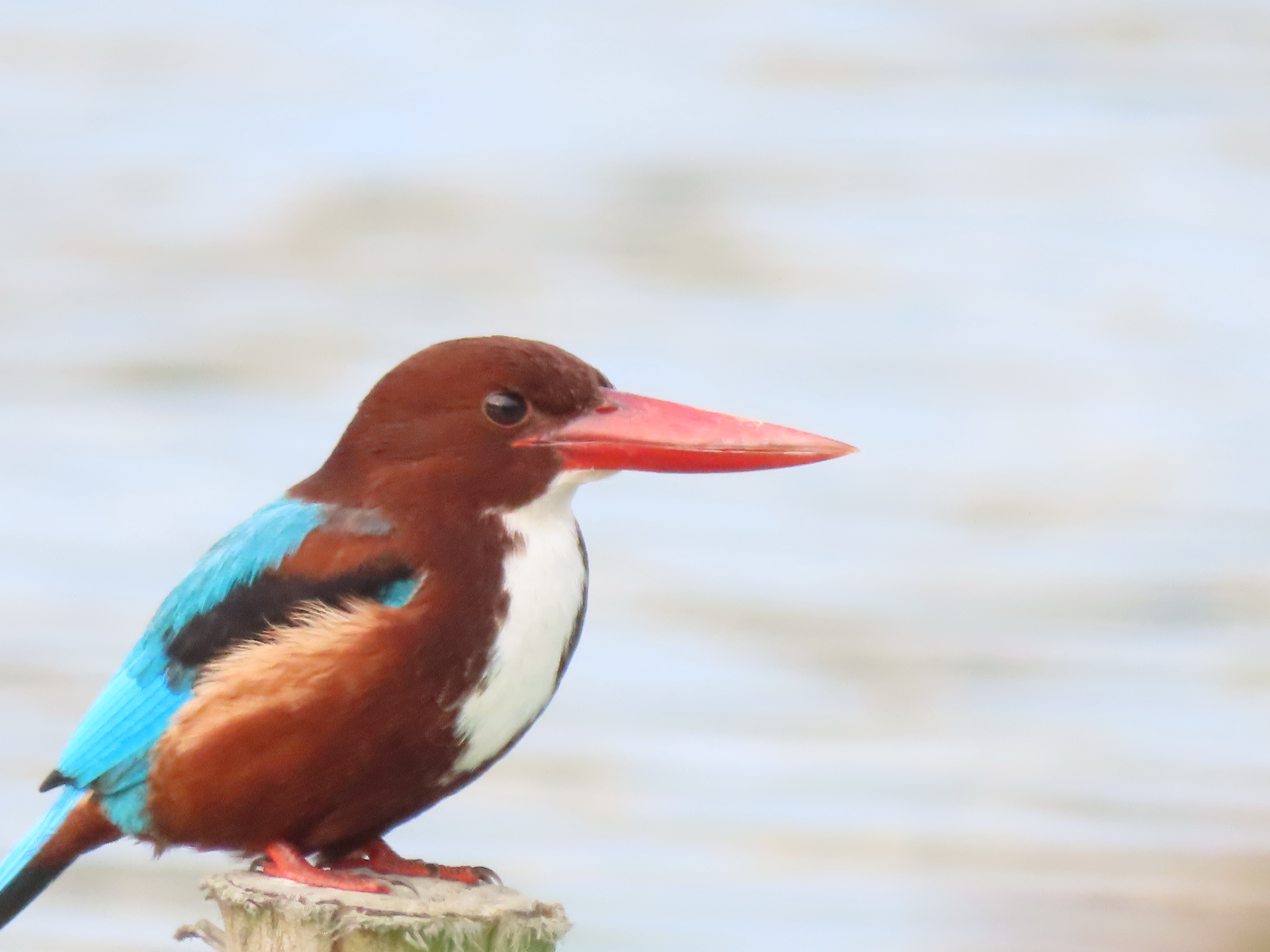 Eye-catching kingfisher adorns campus lake in south China