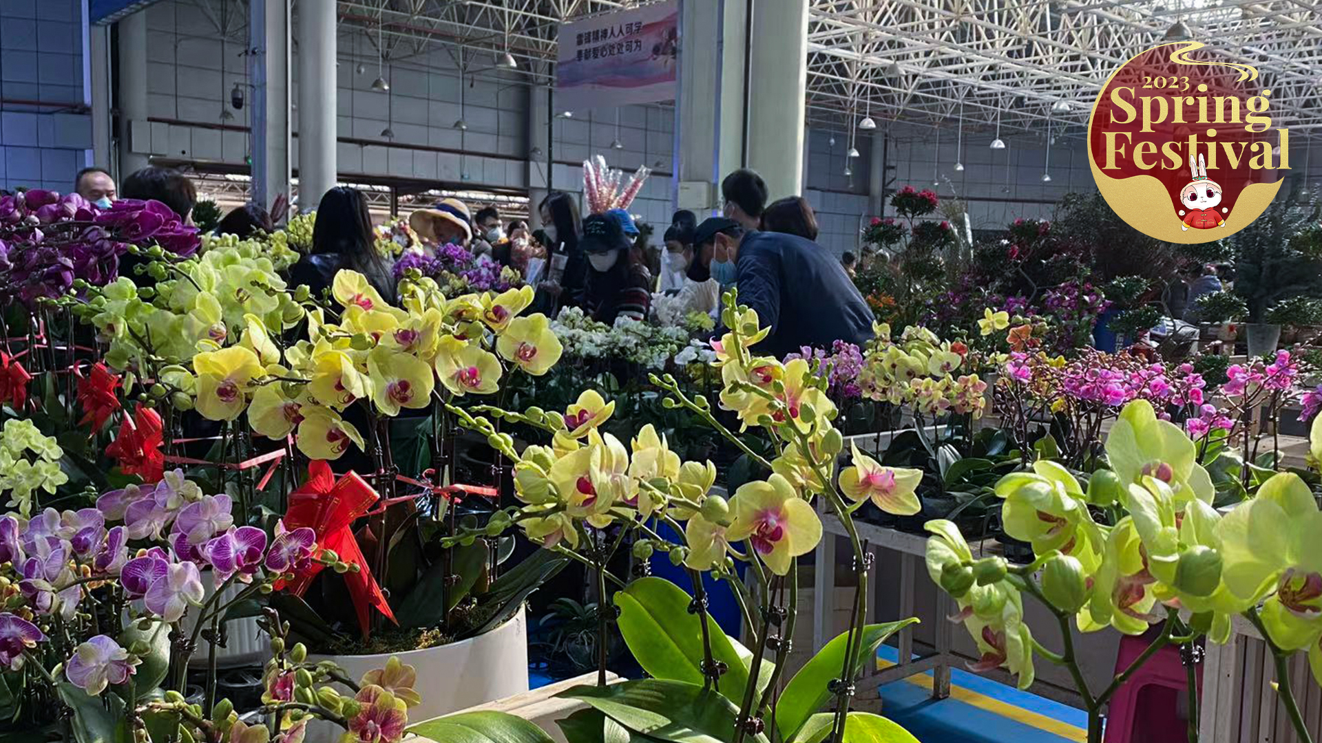 Live: Visiting one of China's largest flower markets ahead of Spring Festival