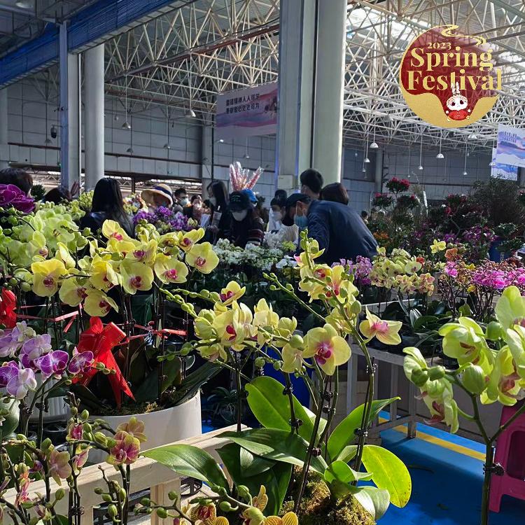 Live Visit one of China's largest flower markets ahead of CNY CGTN
