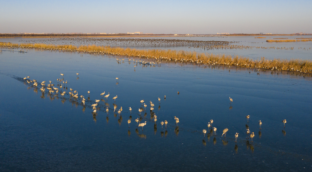 Migratory birds at Hengshui Lake National Nature Reserve in north China's Hebei Province. /VCG