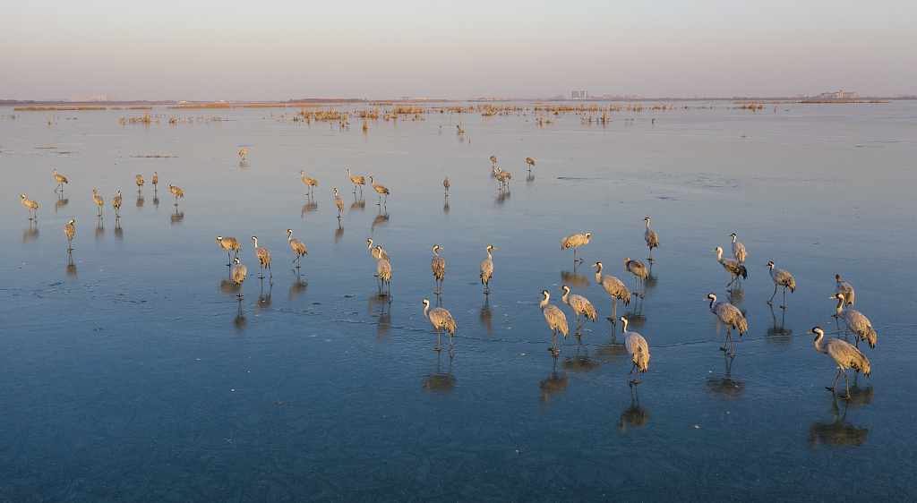 Migratory birds at Hengshui Lake National Nature Reserve in north China's Hebei Province. /VCG