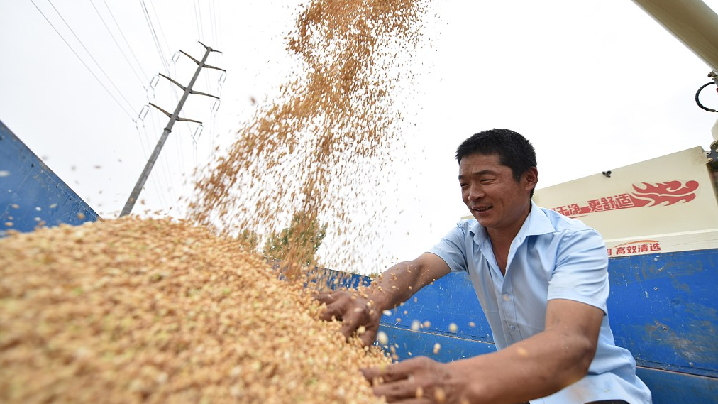 A farmer loads wheat into the cart in Liaocheng City, east China's Shandong Province, December 12, 2022. /CFP
