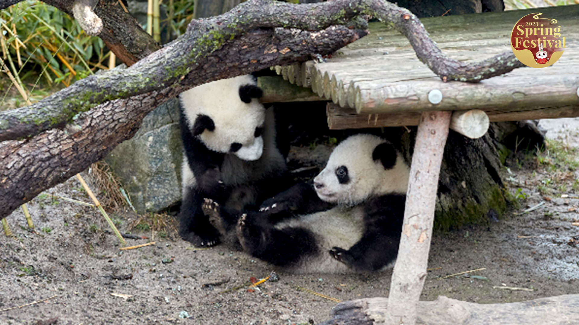 Live: Panda cub twins You You and Jiu Jiu at Madrid Zoo 