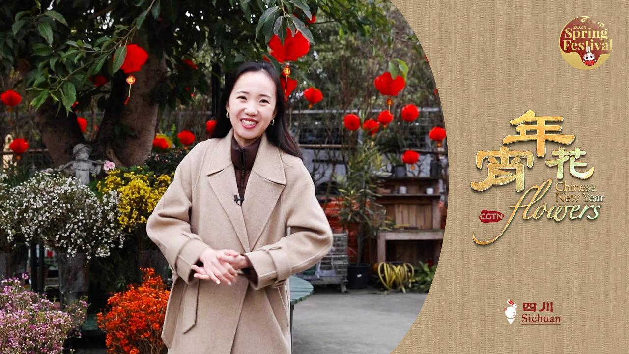 Chinese New Year Flowers Flower shopping in SW China's Sichuan CGTN