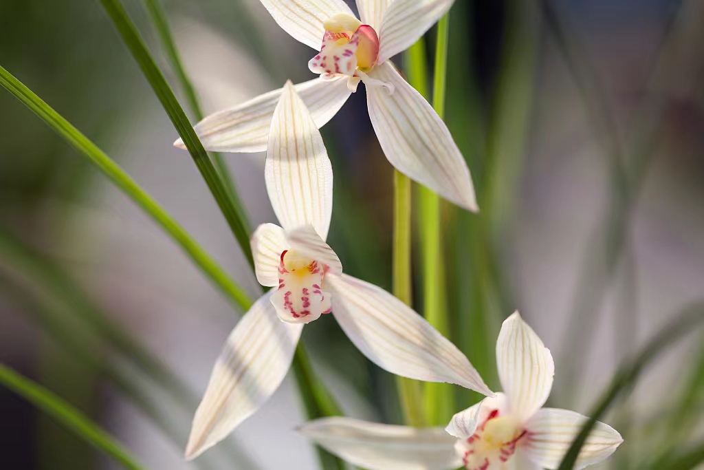 Orchid. /CFP