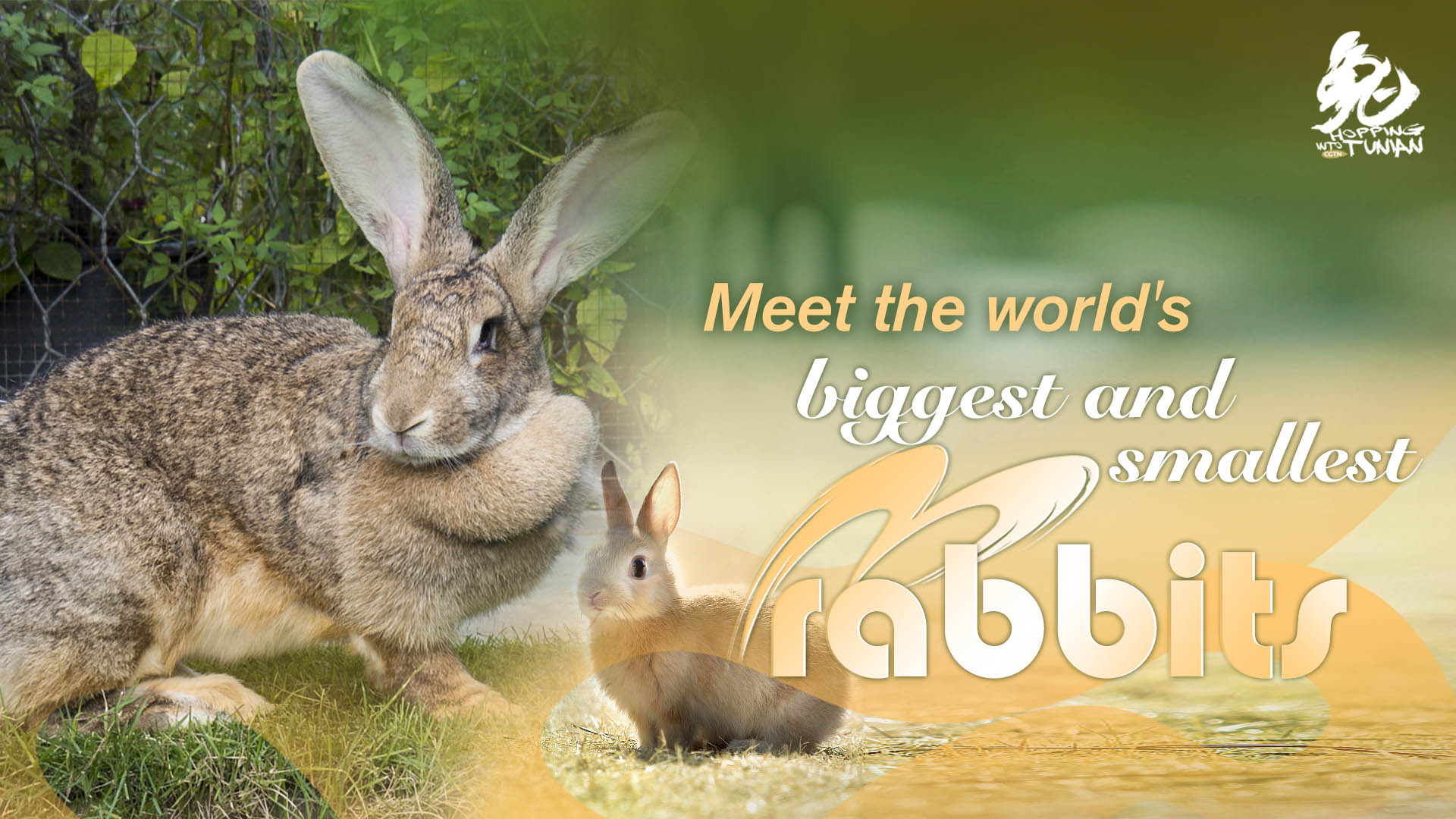 Hopping into Tunian: Meet the world's biggest and smallest bunnies!