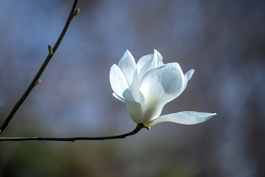 Yulan magnolia. /CFP