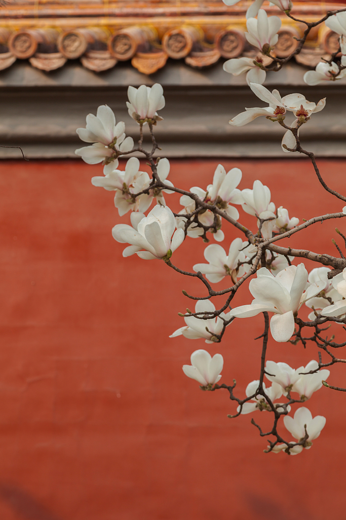Yulan magnolia. /CFP