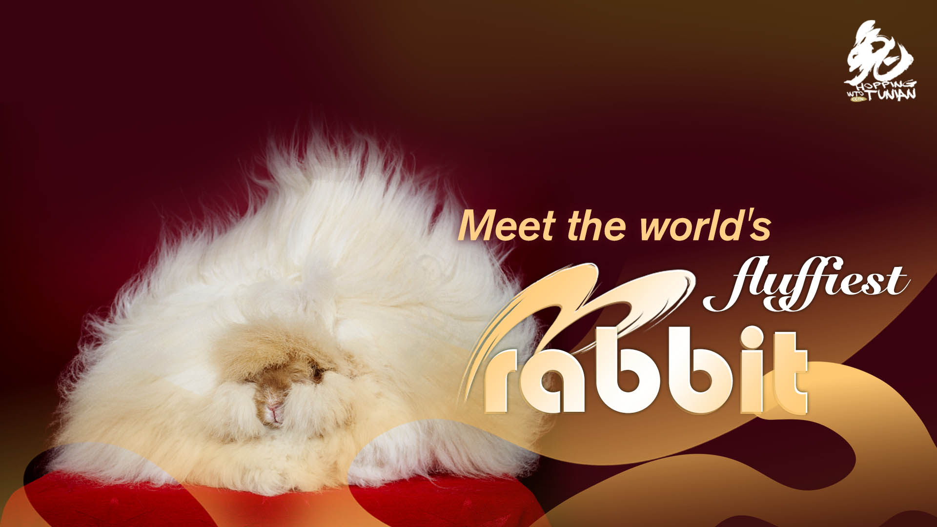 Hopping into Tunian: Meet the world's fluffiest rabbit