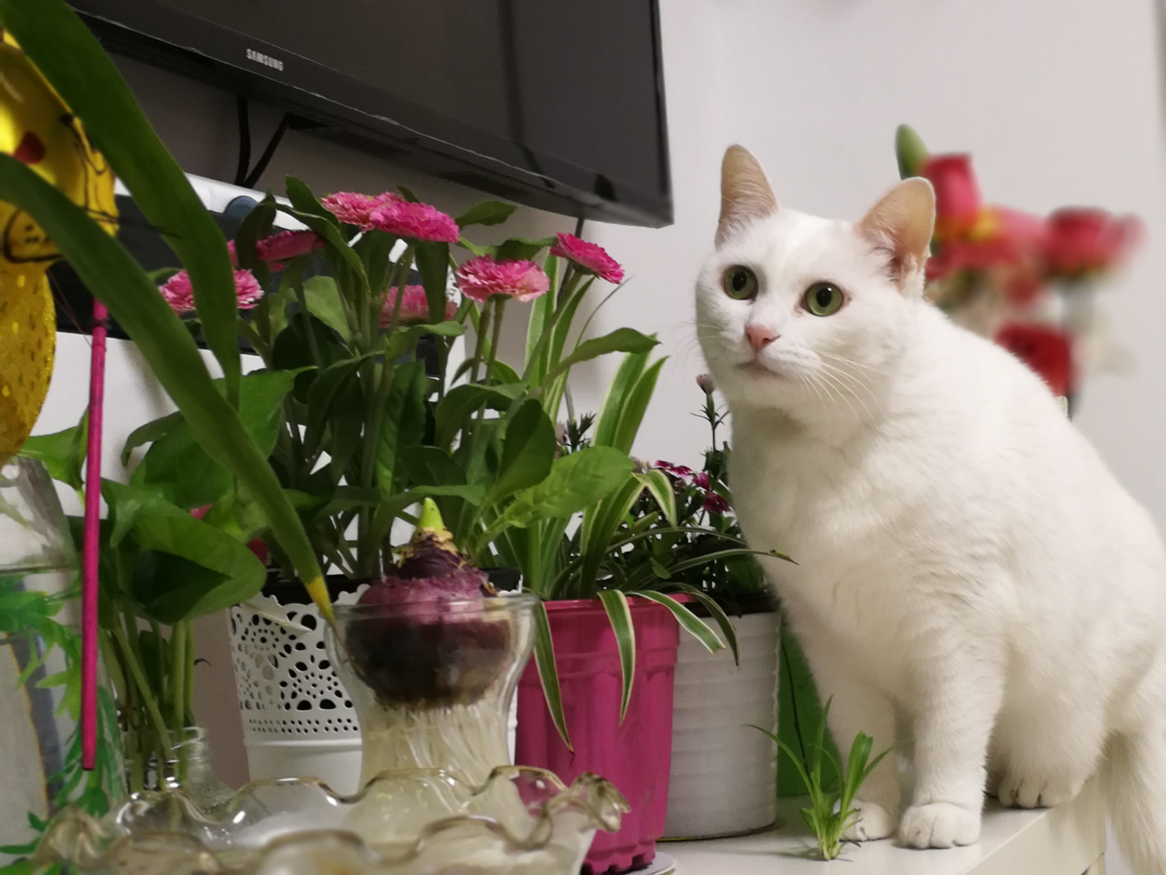 Xi Yangyang, a 12-year-old cat, sits near a flower in Tao's home in Nanjing, China. /Courtesy of Tao Fuwen