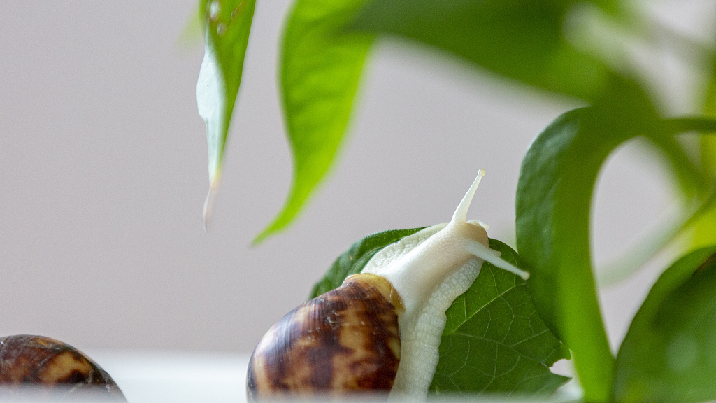 Snails at a breeding base in Suqian City, east China's Jiangsu Province, September 4, 2021. /CFP