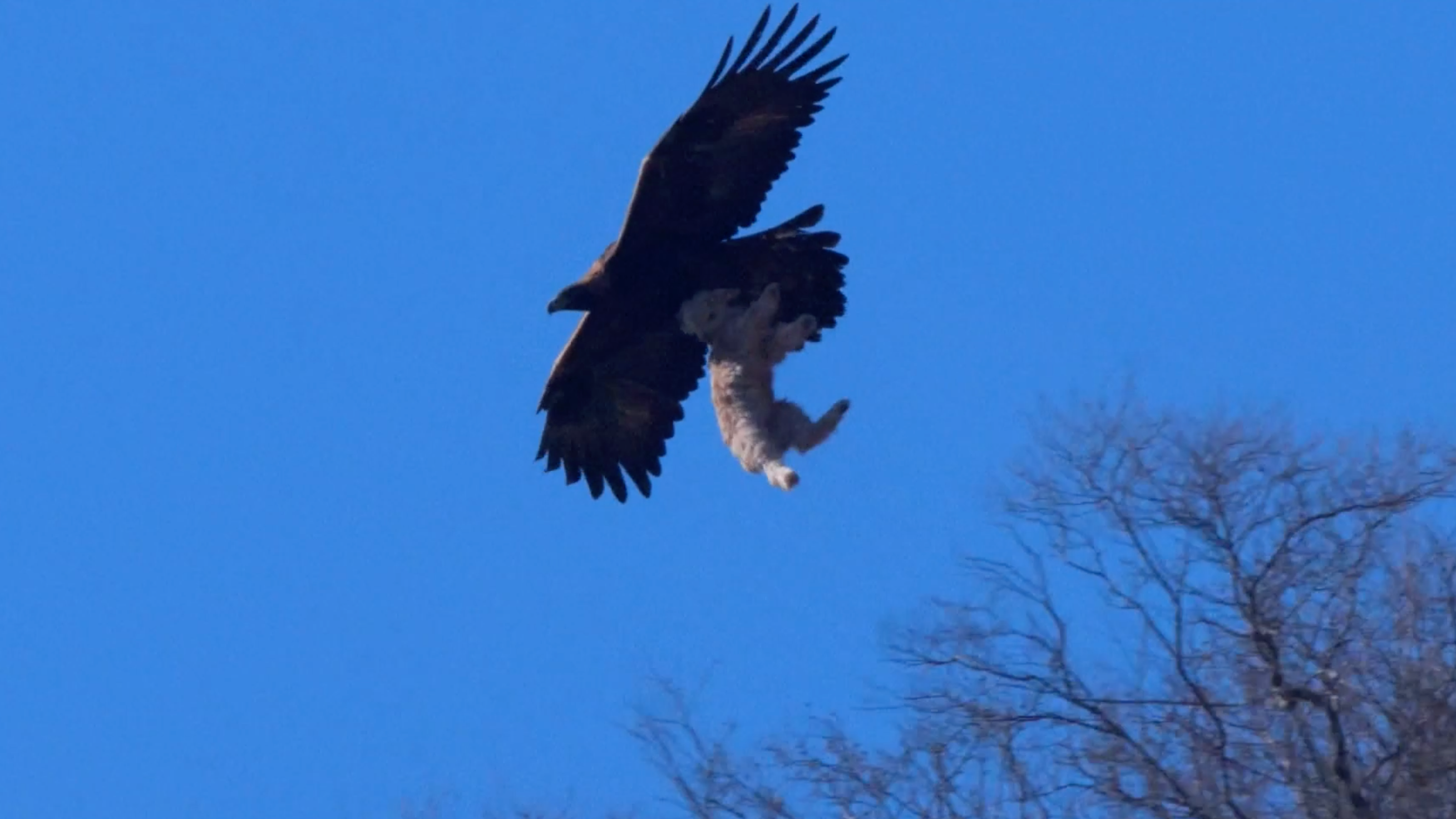 When Young Eagles Ride the Winds