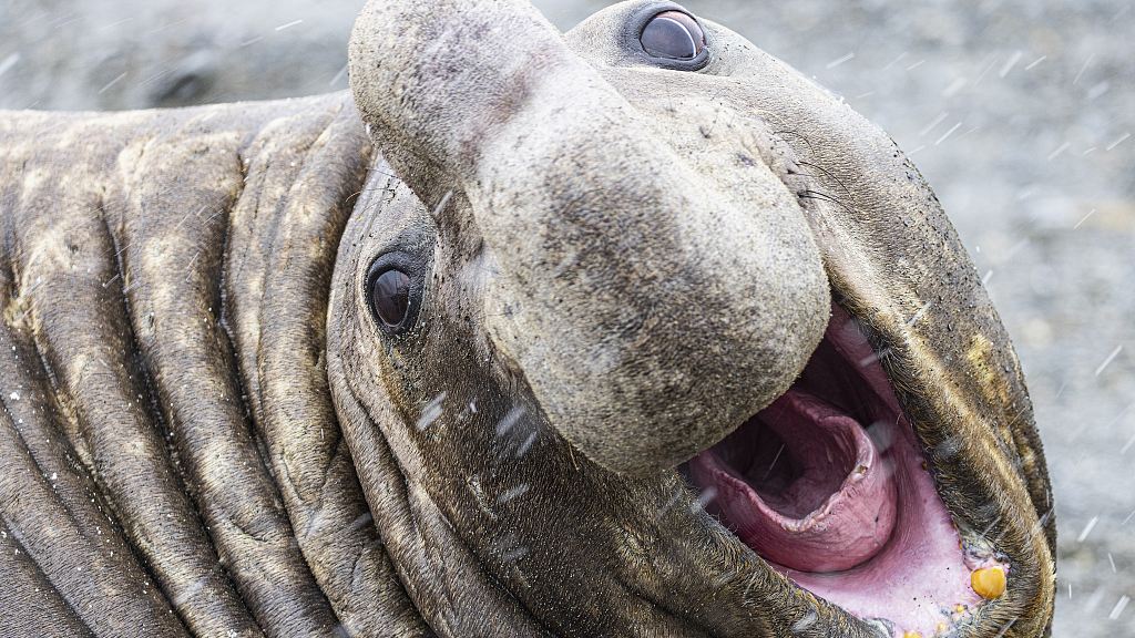 Elephant seals pull funny faces as they wrestle in the mud