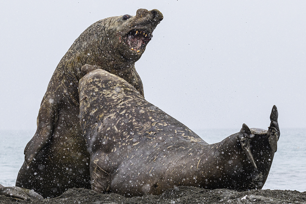 Elephant seals pull funny faces as they wrestle in the mud