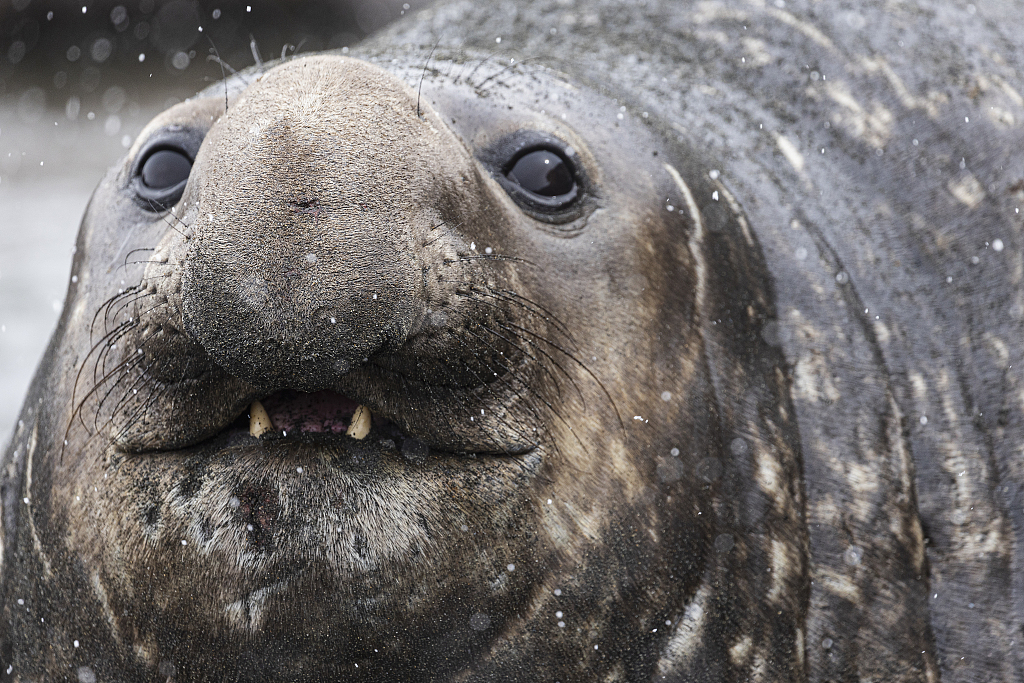 Elephant seals pull funny faces as they wrestle in the mud - CGTN