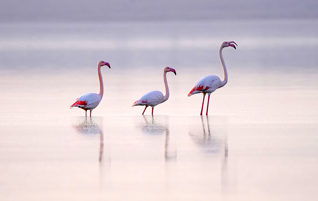 Flamingos winter in north China lake