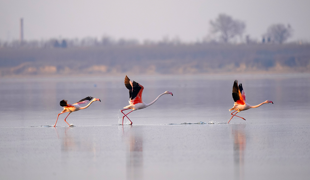 Flamingos winter in north China lake