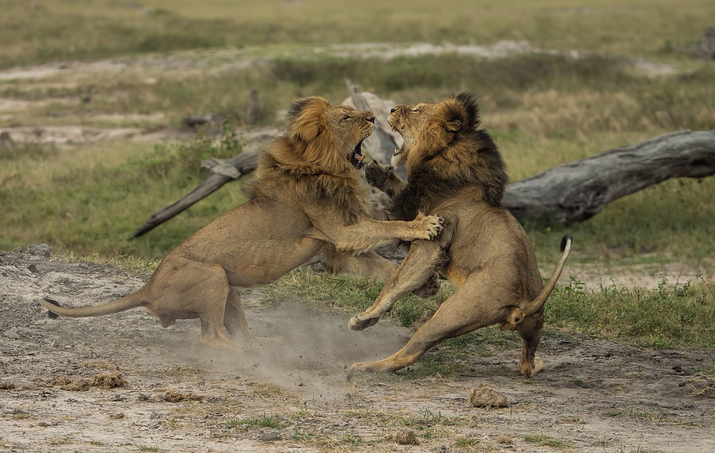 Male lions Cecil (R) and Jericho fight at the Hwange National Park, Zimbabwe, May 2014. /CFP