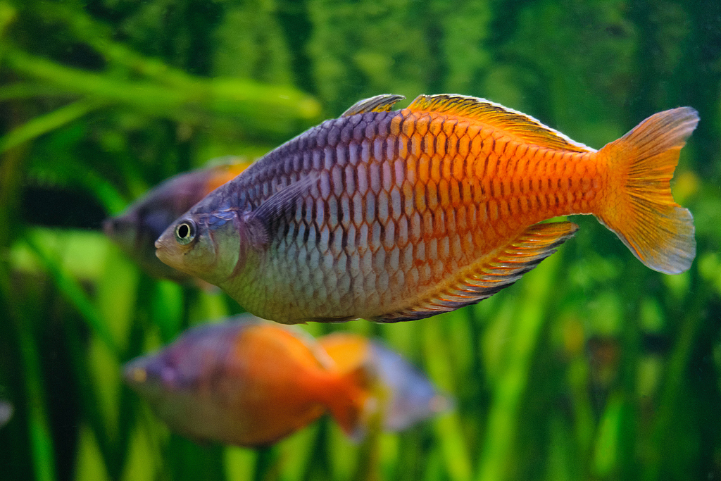 A rainbowfish species called Boesemani rainbowfish. /CFP