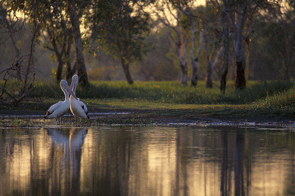 Kakadu National Park, an important wetland and birds' sanctuary in Australia. /VCG
