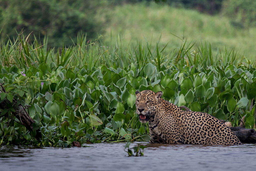 A jaguar hunting in water in the Pantanal, the world's largest tropical wetland in South America. /VCG