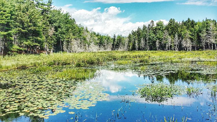 World Wetlands Day: It's time for restoration - CGTN