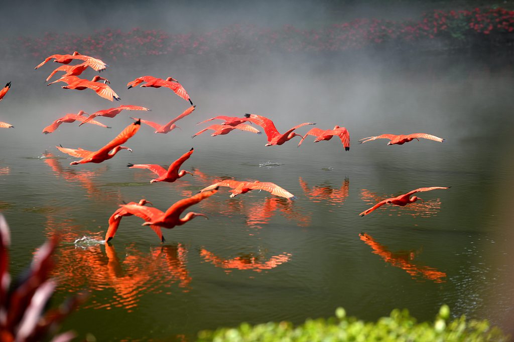 A flock of red ibises fly above the water at Chimelong Birds Park in Guangzhou, Guangdong, on Feb. 2, 2023. The park has been holding special activities to mark World Wetlands Day, giving visitors a closer look at the birds so they can learn more about their habitat and behavior. /CFP