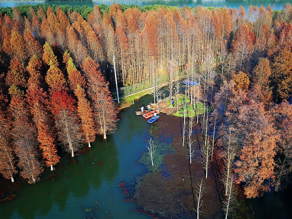 A wetland park in Shanghai features a vast area of pond cypress trees growing out of the water. /CFP
