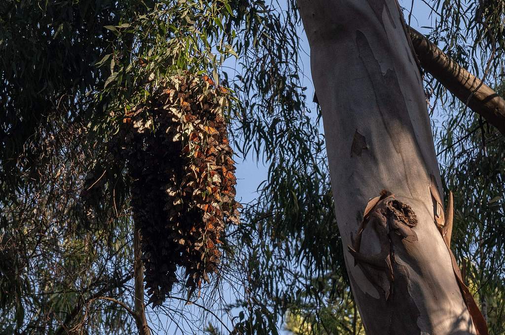 A monarch butterfly cluster is seen as they overwinter in Eucalyptus trees in a protected area inside Natural Bridges State Beach in Santa Cruz, California, U.S., January 26, 2023. /CFP