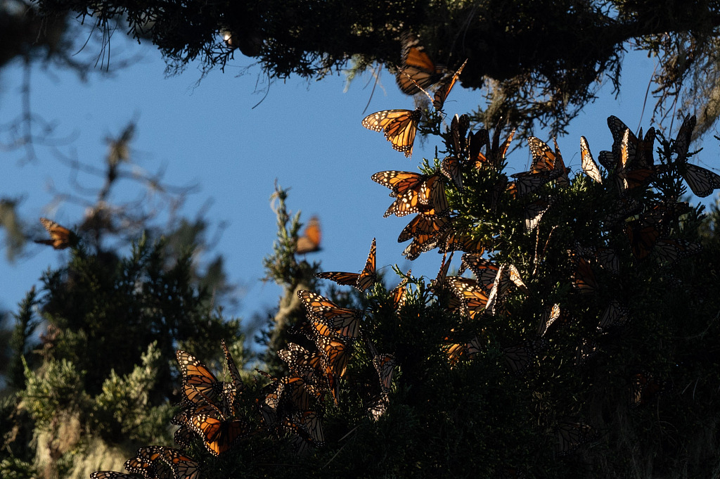 Monarch butterflies are seen in the trees as they overwinter in and around the Pacific Grove Monarch Sanctuary in Pacific Grove, California, U.S., January 26, 2023. /CFP