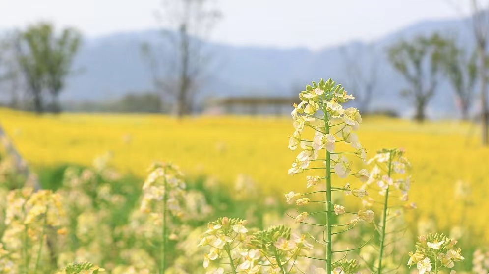 Live: Enjoy the view of a rapeseed flower field in Hangzhou, China