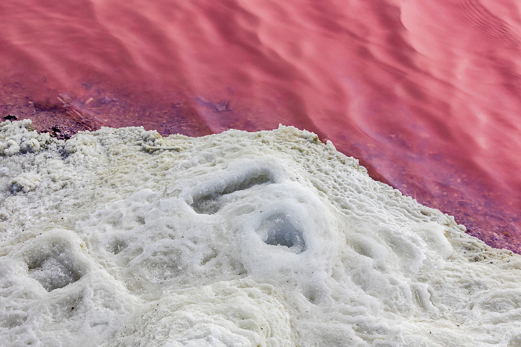 Crystal-like 'flowers' blossom on N China rosy salt lake