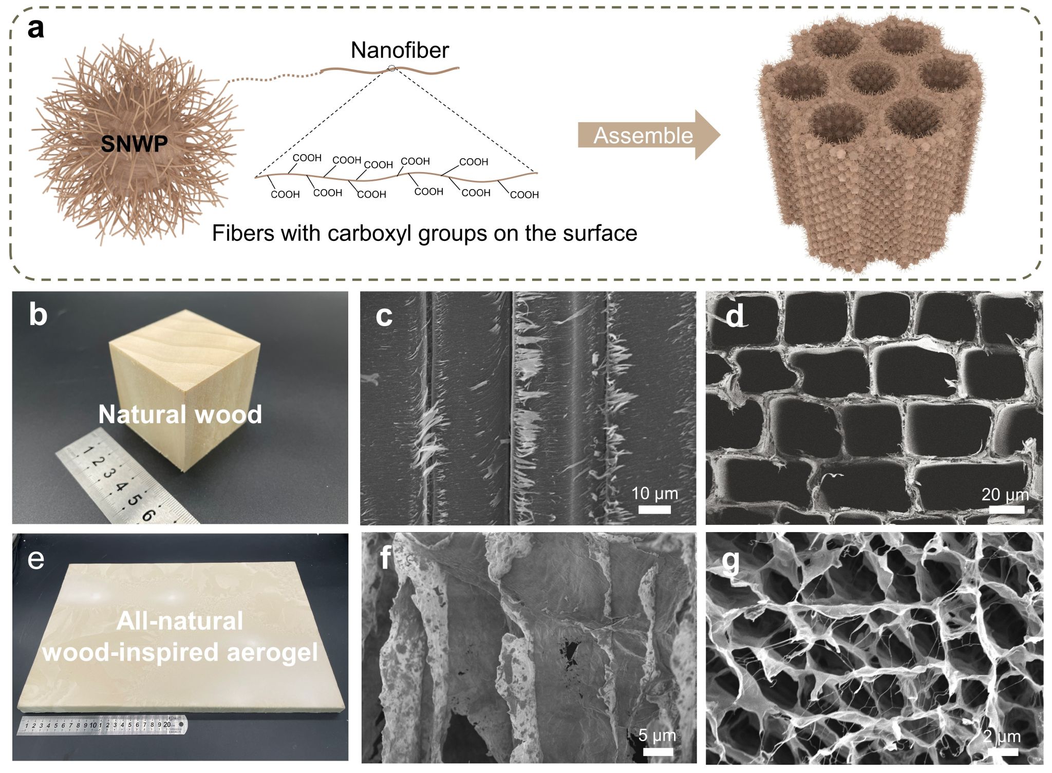 A schematic diagram shows the structure of the all-natural wood-inspired aerogel. /University of Science and Technology of China