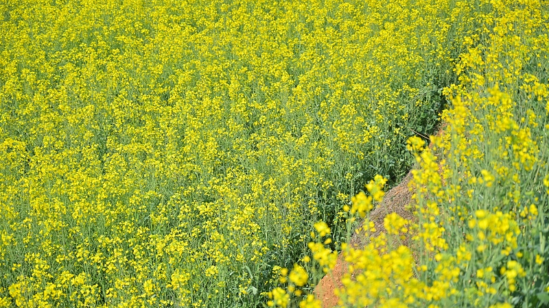 Live: Enjoy the view of a canola flower field in Hangzhou, China - Ep.3