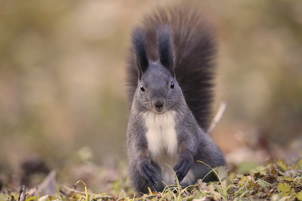 Squirrels trained to search for drugs