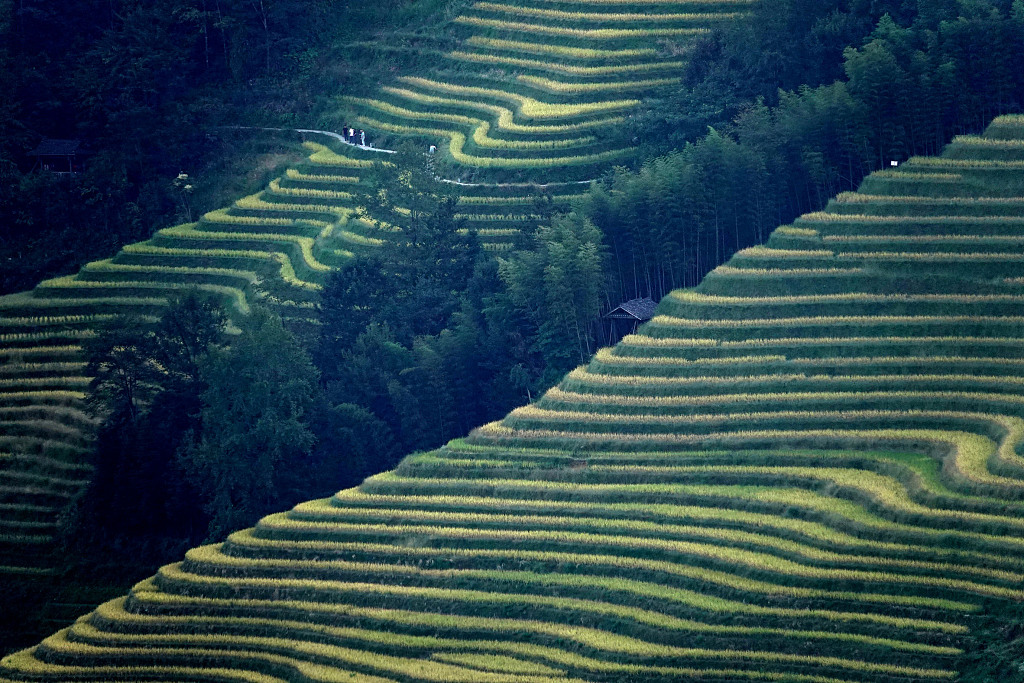 The terraced fields of Dazhai Village in Guangxi Zhuang Autonomous Region line the hillsides, forming stunning landscapes. /CFP 