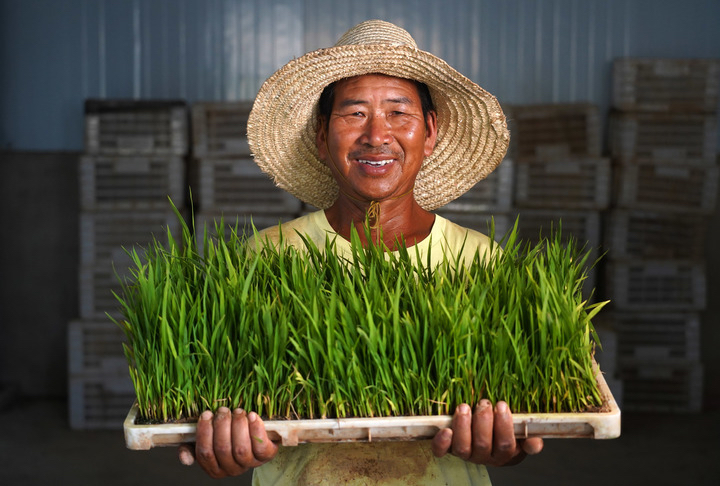 A farmer displaying rice seedlings in Nanchang County, east China's Jiangxi Province, July 20, 2022. /Xinhua