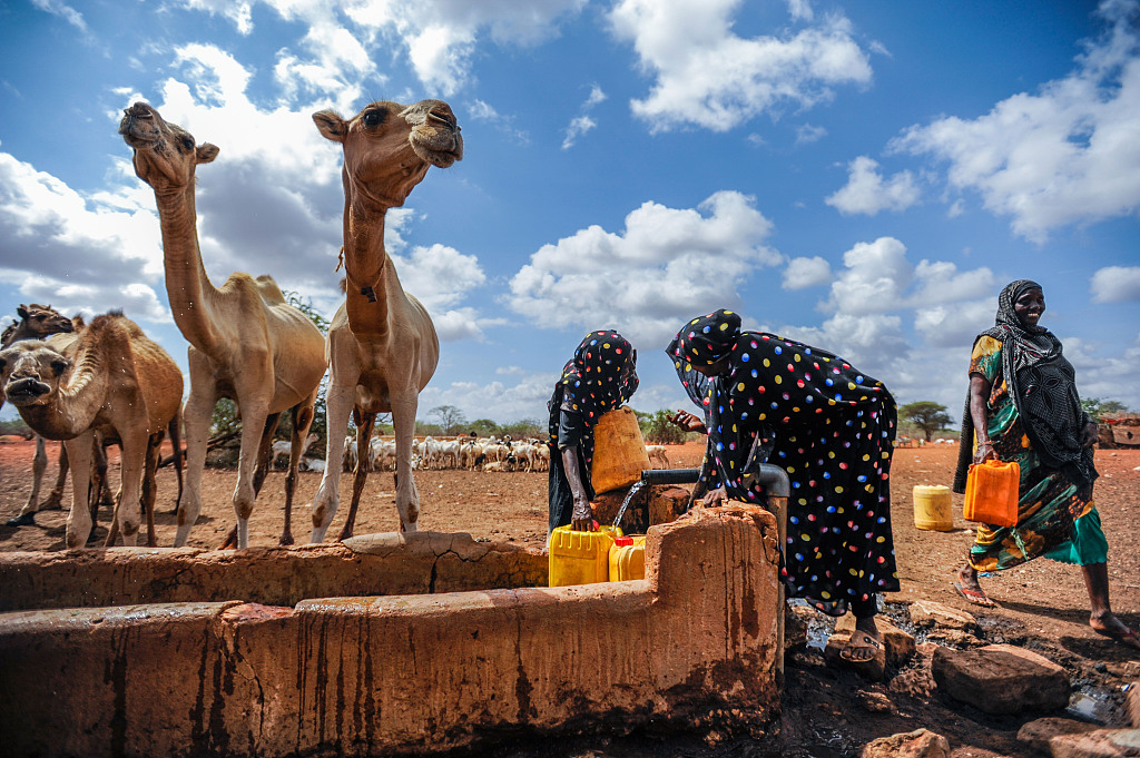 People migrate with their livestock from a drought affected area in Mandera, Kenya, December 2, 2022. /CFP