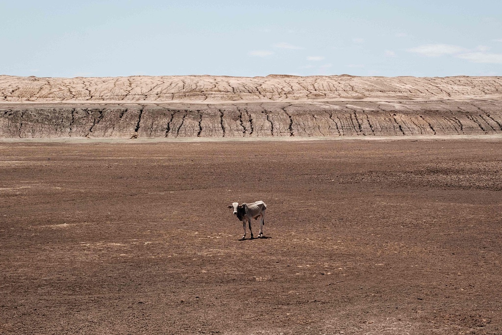 An emaciated cow stands at the bottom of the pond that has been dried up for four months in Iresteno, a border town with Ethiopia, September 1, 2022. /CFP