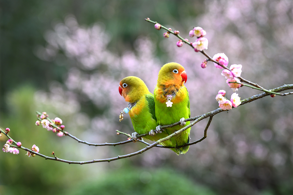 At Yuhuatai scenic spot in Nanjing, Jiangsu, a pair of parrots play among the blooming plum blossoms. /CFP