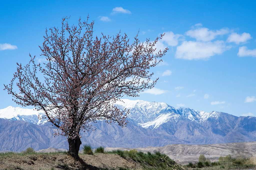 At the end of April 2022, the apricot blossoms at the northern foot of the Qilian Mountains in Zhangye, Gansu Province entered their blooming period. /CFP