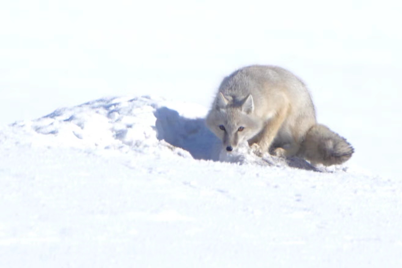 A corsac fox. /Fang Qiaoran