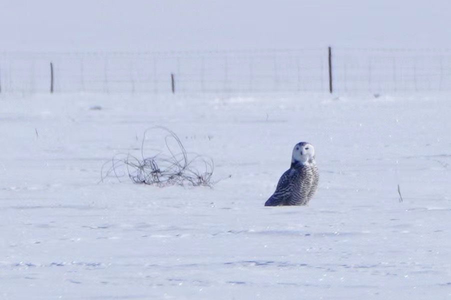 A female snowy owl. /Fang Qiaoran